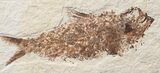 Bargain Knightia Fossil Fish - Wyoming #15635-1